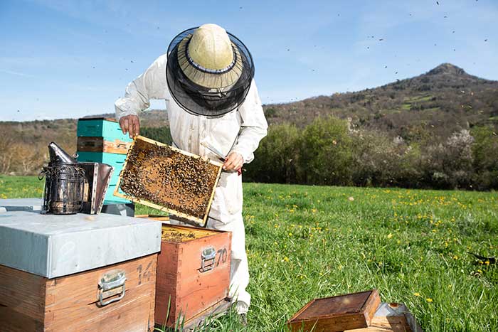 Maxime Bardiaux apiculteur