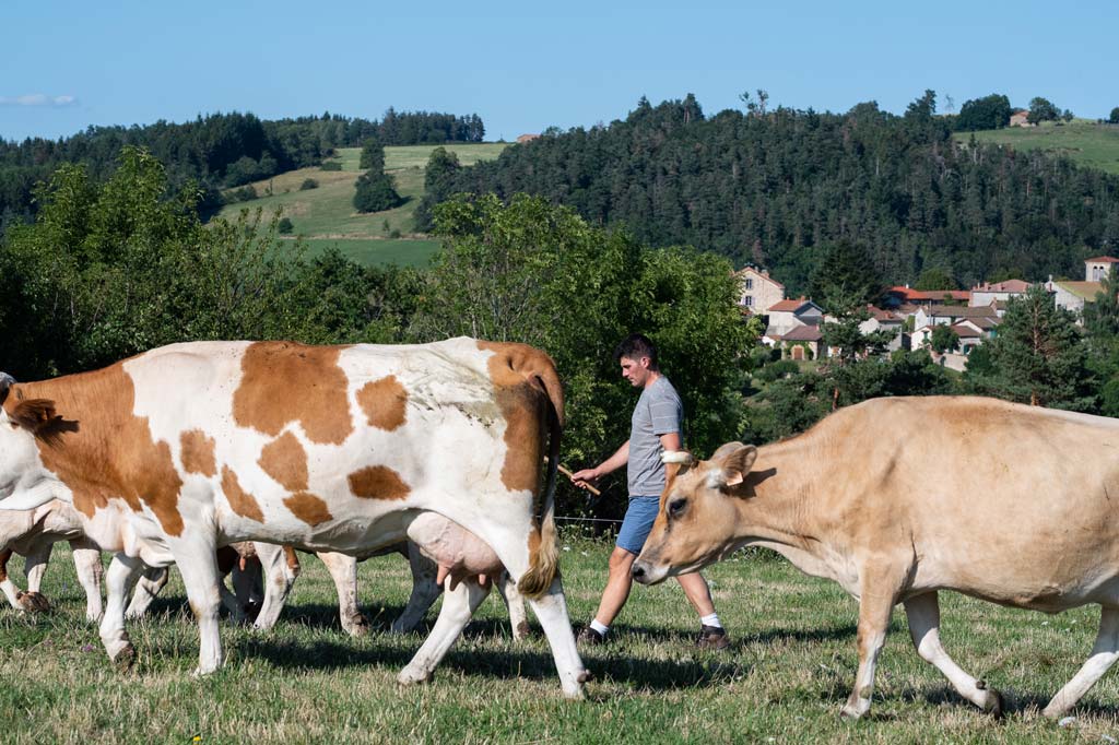 ferme dans le livradois