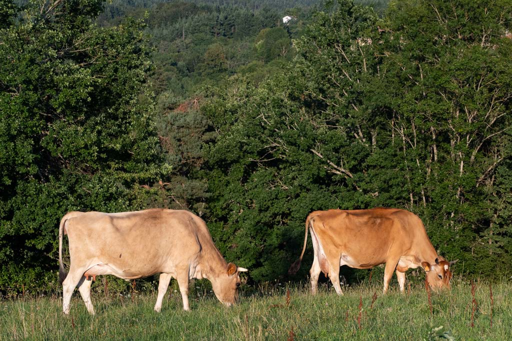 ferme des terres creuses dans le livradois